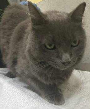 Domestic Long Hair and Domestic Short Hair Cats Available for Adoption - Smokie | PetCurious