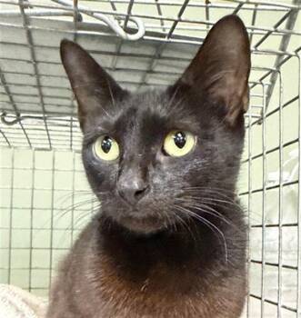 BEAUTY -  Domestic Short Hair Cat Available for Adoption in Jacksonville, Florida - BEAUTY | PetCurious