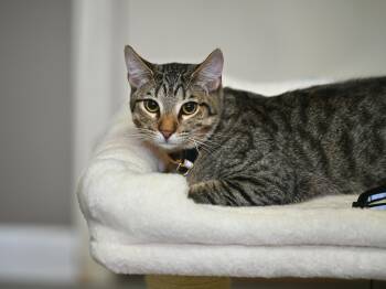 Tabby Cats Available for Adoption - Puck | PetCurious