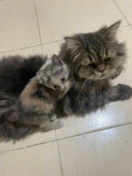 Rescue Persian and Domestic Short Hair Cats for Adoption in Brampton, Ontario - Many Kittens Dog Friendly | PetCurious