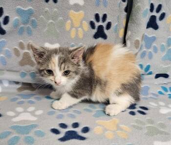 Isabelle -  Domestic Short Hair Cat for Adoption in Wabash, Indiana - Isabelle | PetCurious