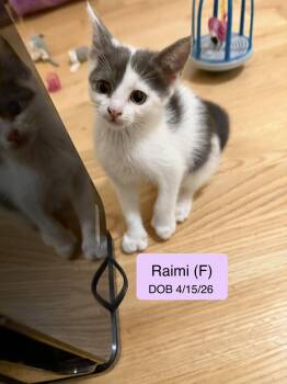 Raimi -  Domestic Short Hair Cat for Adoption in Vacaville, California - Raimi | PetCurious