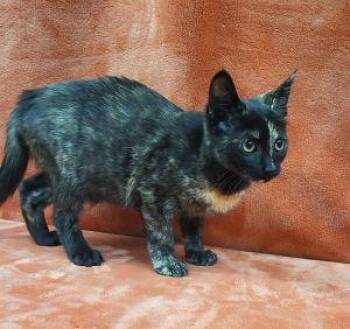 Rescue Domestic Short Hair and Tortoiseshell Cats for Adoption in Bucyrus, Ohio - Brie | PetCurious