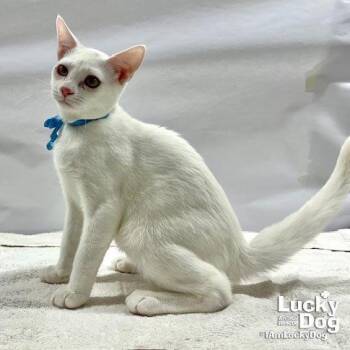 Theodore -  Domestic Short Hair Cat for Adoption in Washington, District Of Columbia - Theodore | PetCurious