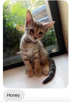 Honey aka Dreamsicle -  Domestic Short Hair Cat for Adoption in Mustang, Oklahoma - Honey Aka Dreamsicle | PetCurious