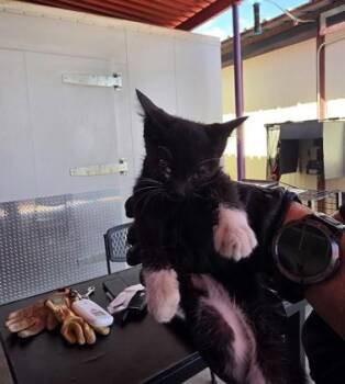 61650387 -  Domestic Short Hair Cat for Adoption in El Paso, Texas - 61650387 | PetCurious