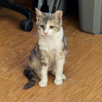 Rescue Domestic Short Hair Cats for Adoption in Woodstock, Virginia - Female Dilute Calico | PetCurious