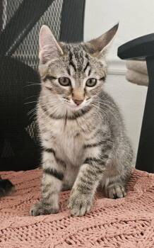 26-37 Gretl -  Domestic Short Hair Cat for Adoption in St. Helens, Oregon - 26-37 Gretl | PetCurious