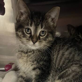 Domestic Short Hair Cats Available for Adoption in Grand Rapids, Michigan - Rhonda - Chow Hound Northland | PetCurious