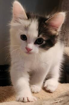 Domestic Medium Hair Cats Available for Adoption in Gilbert, Arizona - Angus | PetCurious