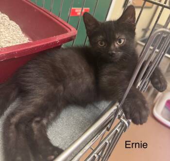 Rescue Domestic Long Hair Cats for Adoption in Ulster, Pennsylvania - Ernie | PetCurious