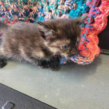 Zelda -  Domestic Short Hair Cat Available for Adoption in Clarksdale, Mississippi - Zelda | PetCurious