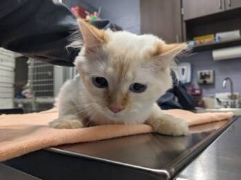 Rescue Domestic Short Hair Cats for Adoption in Cleveland, Ohio - Brockley | PetCurious