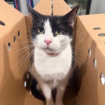 Nyra -  Domestic Short Hair Cat for Adoption in Tampa, Florida - Nyra | PetCurious