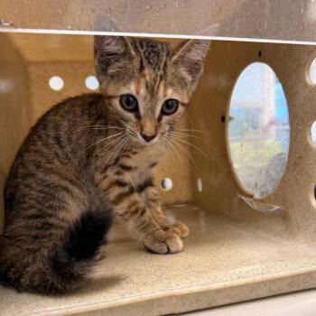 Froggy -  Domestic Short Hair Cat for Adoption in Philadelphia, Pennsylvania - Froggy | PetCurious