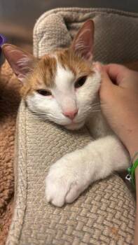Domestic Short Hair Cats Available for Adoption in Fort Mill, South Carolina - Ol Bay | PetCurious