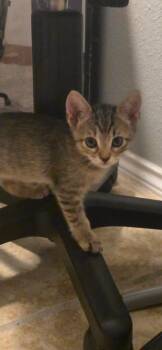 Pepper -  Domestic Short Hair Cat for Adoption in San Antonio, Texas - Pepper | PetCurious