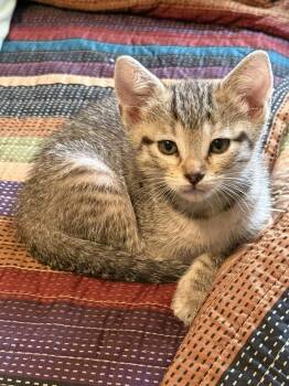 Athena -  Domestic Short Hair Cat Available for Adoption in Snyder, Texas - Athena | PetCurious