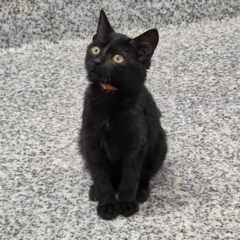 S&S: Spooky -  Domestic Short Hair Cat for Adoption in Falls Church, Virginia - S&S: Spooky | PetCurious