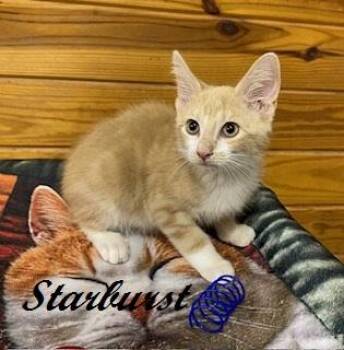 Starburst -  Tabby Cat for Adoption in Southern Pines, North Carolina - Starburst | PetCurious