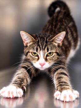 Jazzy -  Domestic Short Hair Cat for Adoption in Lima, Ohio - Jazzy | PetCurious