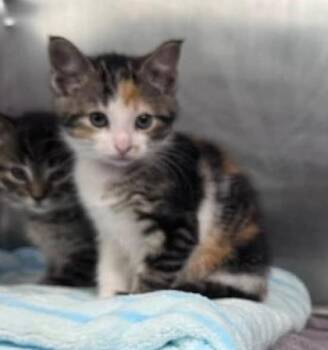 Domestic Short Hair Cats Available for Adoption in Hobart, Indiana - Penny | PetCurious