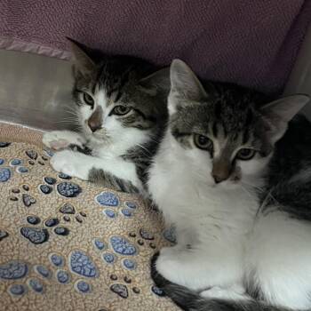 Zuko -  Domestic Short Hair Cat for Adoption in Walker, Michigan - Zuko | PetCurious