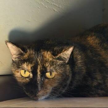 Ingrid -  Domestic Short Hair Cat for Adoption in Houston, Texas - Ingrid | PetCurious
