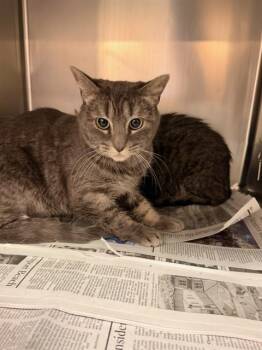 DAISY -  Domestic Short Hair Cat for Adoption in Thousand Palms, California - DAISY | PetCurious