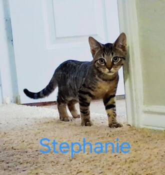 Stephanie -  Tabby and Domestic Short Hair Cat for Adoption in San Antonio, Texas - Stephanie | PetCurious