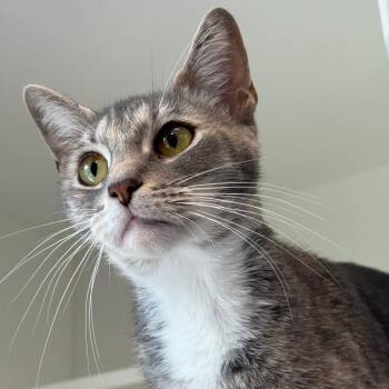 MISO -  Domestic Short Hair Cat for Adoption in Greensboro, North Carolina - MISO | PetCurious