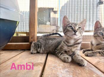Ambi -  Tabby Cat for Adoption in San Antonio, Texas - Ambi | PetCurious