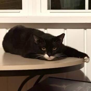 Mr. Mittens -  Domestic Short Hair Cat for Adoption in Wilmington, Delaware - Mr. Mittens | PetCurious