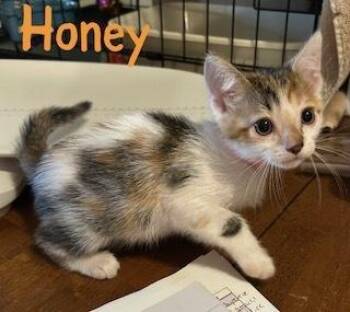 Domestic Short Hair Cats Available for Adoption in Ruskin, Florida - Honey | PetCurious