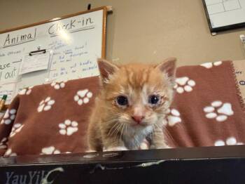 LM1 -  Domestic Short Hair Cat Available for Adoption in Ashland, Wisconsin - LM1 | PetCurious