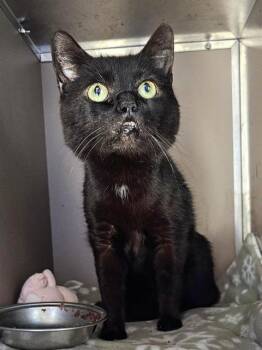 Domestic Short Hair Cats Available for Adoption in Clyde, North Carolina - STARLING | PetCurious