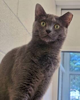 Domestic Short Hair Cats Available for Adoption in Holbrook, New York - ANGIE | PetCurious