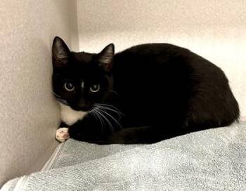 Rescue Domestic Short Hair Cats for Adoption in Red Bluff, California - *Maisy | PetCurious