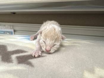 A1936352 -  Domestic Short Hair Cat for Adoption in Thousand Palms, California - A1936352 | PetCurious