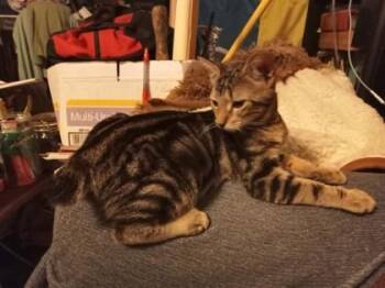 Teddy -  Domestic Short Hair Cat for Adoption in River Ridge, Louisiana - Teddy | PetCurious