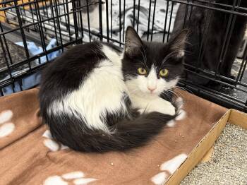 Rescue Domestic Medium Hair and Tuxedo Cats for Adoption in NEW PT RICHEY, Florida - Mary | PetCurious