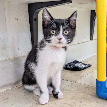 Domestic Short Hair Cats Available for Adoption in Union, Missouri - Trace PL | PetCurious
