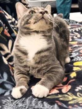 Rocket -  Domestic Short Hair Cat for Adoption in Lebanon, Pennsylvania - Rocket | PetCurious