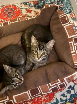 Fire Blaze -  Domestic Short Hair Cat for Adoption in Millcreek, Utah - Fire Blaze | PetCurious