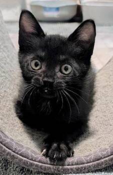 Henry -  Domestic Short Hair Cat for Adoption in Oak Ridge, Tennessee - Henry | PetCurious