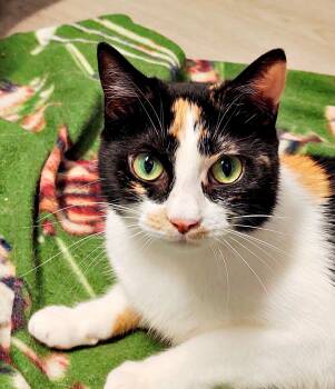 Rescue Domestic Short Hair Cats for Adoption in Pittsburgh, Pennsylvania - Pinky | PetCurious