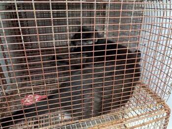 A656532 -  Domestic Short Hair Cat for Adoption in Houston, Texas - A656532 | PetCurious