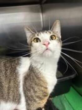 Domestic Short Hair Cats Available for Adoption in Manitowoc, Wisconsin - Louie | PetCurious