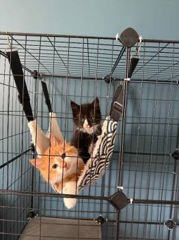 Ilya -  Domestic Medium Hair Cat for Adoption - Ilya | PetCurious