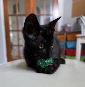 Nibbles -  Domestic Short Hair Cat for Adoption in Columbus, Ohio - Nibbles | PetCurious